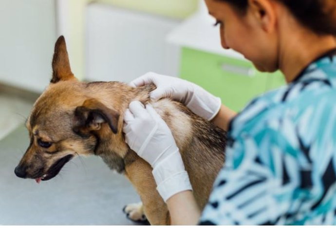 Archivo - Una veterinaria atiende a un perro.