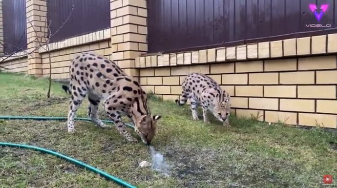 La majestuosidad de este gato serval disfrutando de un baño te dejará impactado