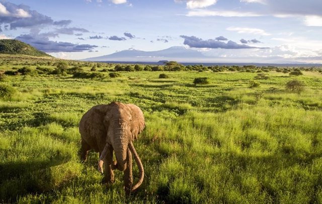 Elefante en una reserva natural africana