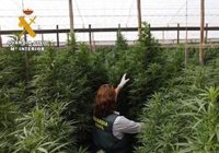 La Guardia Civil descubre 531 plantas de marihuana en un invernadero de Salobreña (Granada)