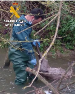 Un agente del Seprona recupera el cadáver de la corza del río.
