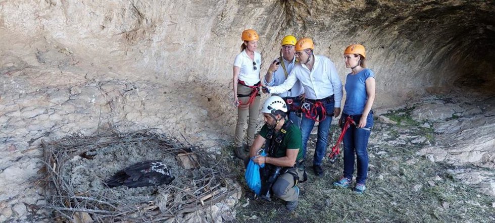 Suelta de los pollos de quebrantahuesos