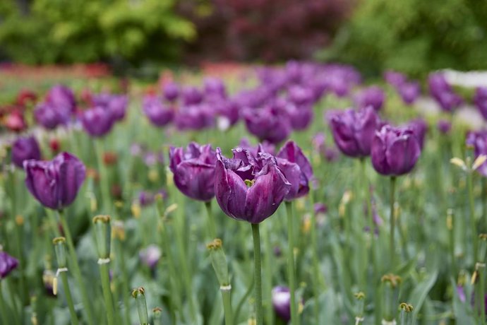 Archivo - Imagen de recurso de tulipanes.