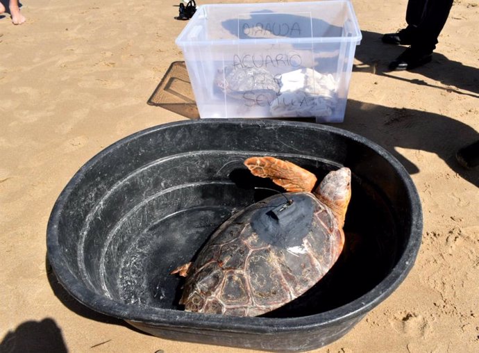 Andalucía celebra el Día del Medio Ambiente con actividades como sueltas de tortugas, anillamientos y plantaciones