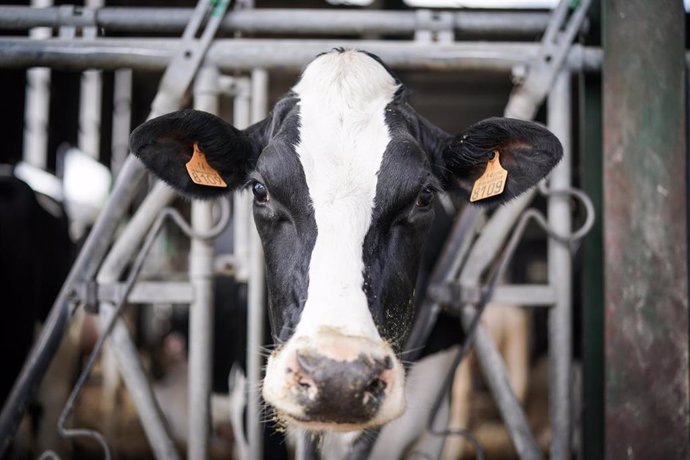 Archivo - Una vaca en la granja Lacturale, a 3 de abril de 2022, en Etxebarri, Navarra, (España). El grupo Sociedad Agraria de Transformación (S.A.T.) Lacturale es un proyecto de ganaderos de Navarra que tiene como objetivo comercializar la leche que pr