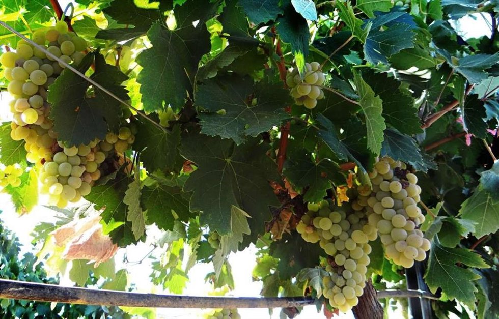 Superficie de viñedo en Extremadura. Archivo.