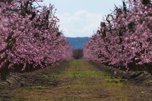 campo de flores