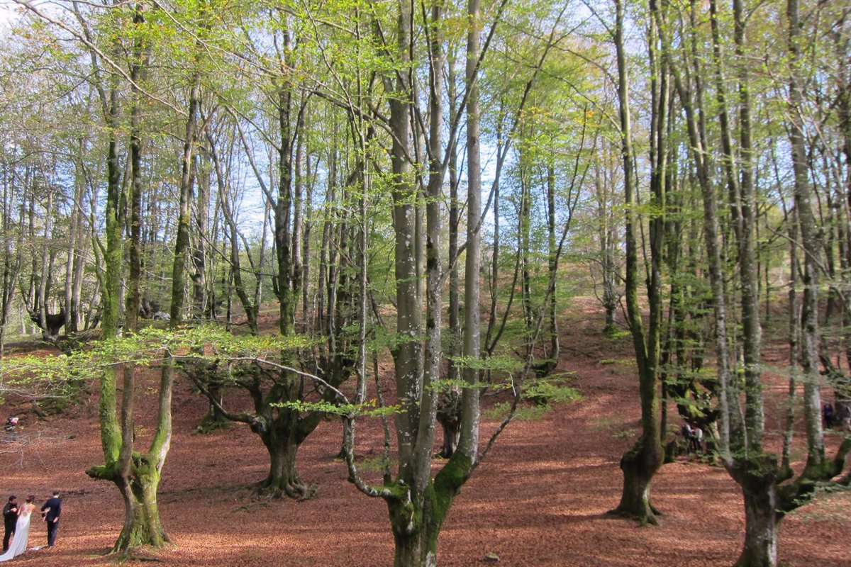 Los propietarios forestales de Euskadi han plantado 4 millones de árboles  de más de 30 especies en esta campaña