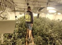 Detienen a un hombre e intervienen 92 kilos de marihuana en una plantación en un chalé de lujo en Chiva