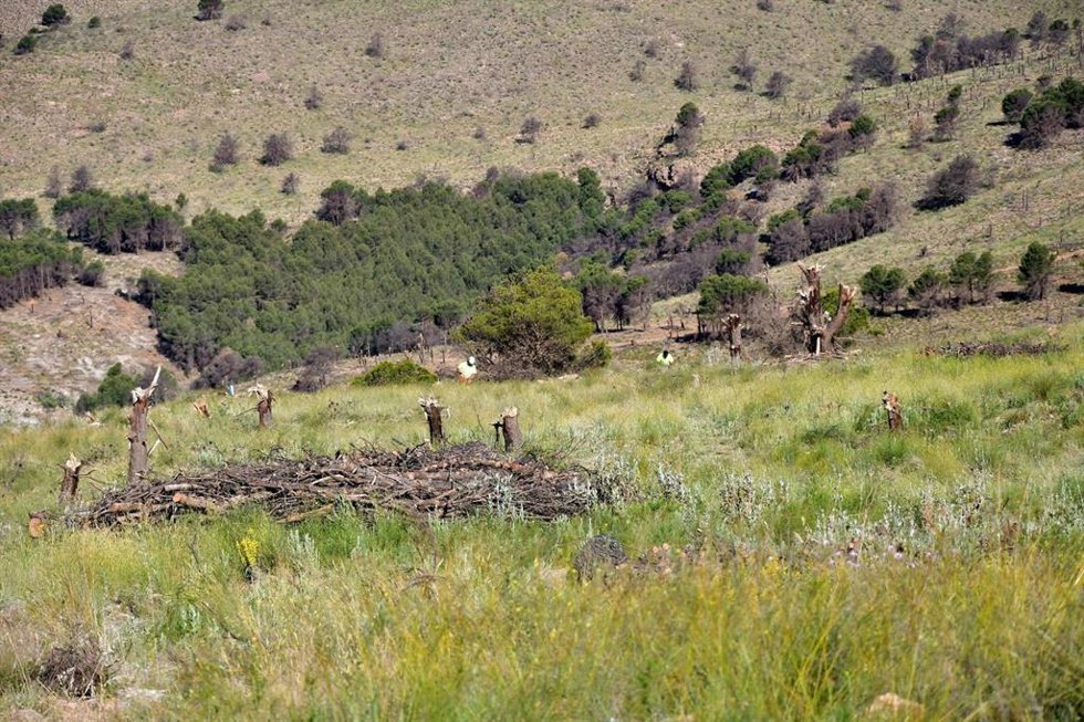 Zona afectada por un incendio a finales de 2020 en la falda sur de Sierra Nevada