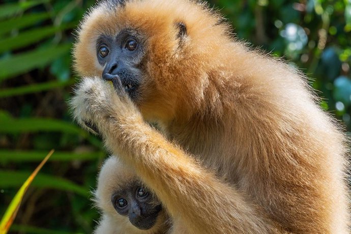 Ejemplar de gibón de mejillas doradas, una de las especies animales más amenazadas del mundo y que Bioparc Fuengirola trabaja para conservar