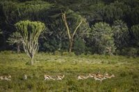 Tanzania declara una moratoria de seis meses sobre la prohibición de exportación de vida salvaje