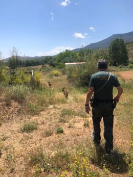 La Guardia CIvil durante las labores de búsqueda en Jarque de Moncayo.