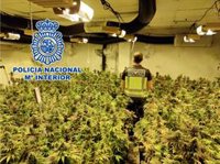 Desarticulan una nave industrial con 610 plantas de marihuana y 20 gramos de hachís en Petrer