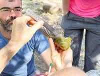 Álex Dorado participa en una actividad de anillamiento de aves y estudio de patógenos