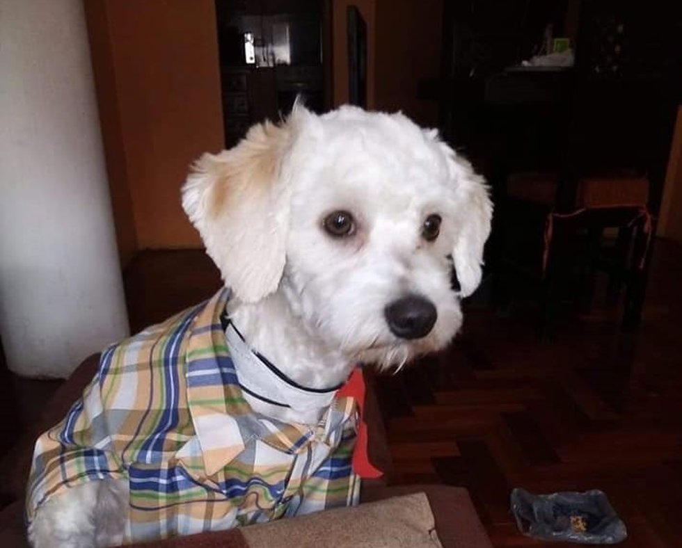 Archivo - El perro 'Luno' está retenido en el Aeropuerto de Madrid por no tener un microchip