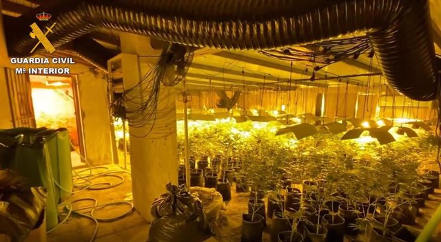 Operación llevada a cabo por la Guardia Civil en Mijas que ha permitido incautarse de plantas de marihuana que se cultivaban bajo techo.