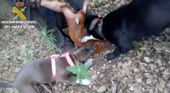 Imagen del video en el que se aprecia el maltrato de unos perros a una cría de cerdo.