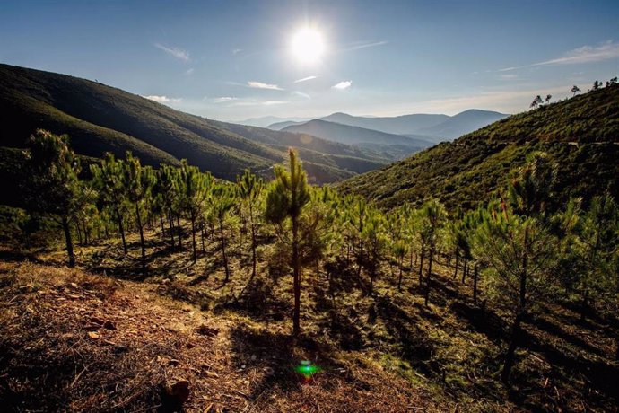 La compañía contribuirá con dos proyectos de reforestación en Asturias y en Extremadura mediante los que se regenerarán más de 27 hectáreas de bosque con una compensación de  CO2 estimada de más de 8.000 toneladas para un periodo de 50 años.