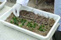 La Diputación de Huesca sigue impulsando el cultivo de la trufa negra con subvenciones a casi una treintena de proyectos