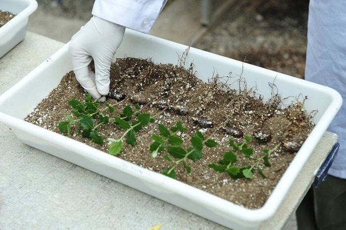 La DPH lleva a cabo una importante labor para fomentar el cultivo de la trufa negra