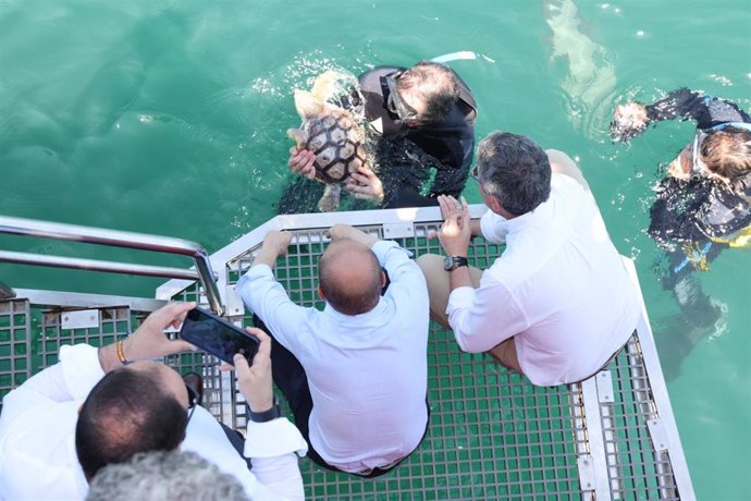 El programa de conservación de especies marinas permite la recuperación de dos tortugas en Málaga que han sido liberadas en el mar