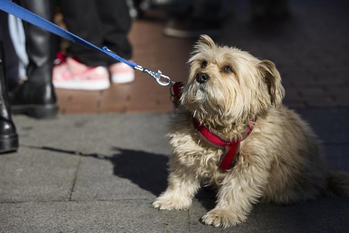 Archivo - Un perro en el desfile de mascotas en la plaza de Chueca durante las Fiestas de San Antón 2022, a 16 de enero de 2022, en Madrid (España). Este desfile se enmarca dentro de la celebración de San Antón que tiene lugar entre los días 14 y 17 de 