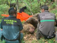 Muere un oso macho despeñado tras enfrentarse a una osa a la que se busca junto a su cría en la Montaña Palentina