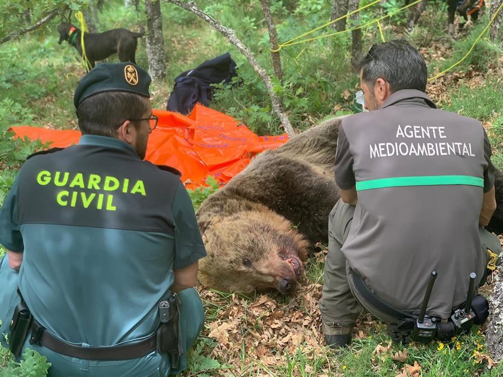 Un guardia civil y un agente medioambiental, junto al cadáver de oso macho hallado en la Montaña Palentina.