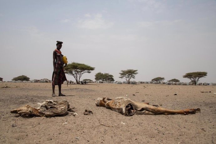 En la zona de South Omo, las comunidades de pastores han sufrido la muerte de su ganado como resultado de la escasez de lluvia