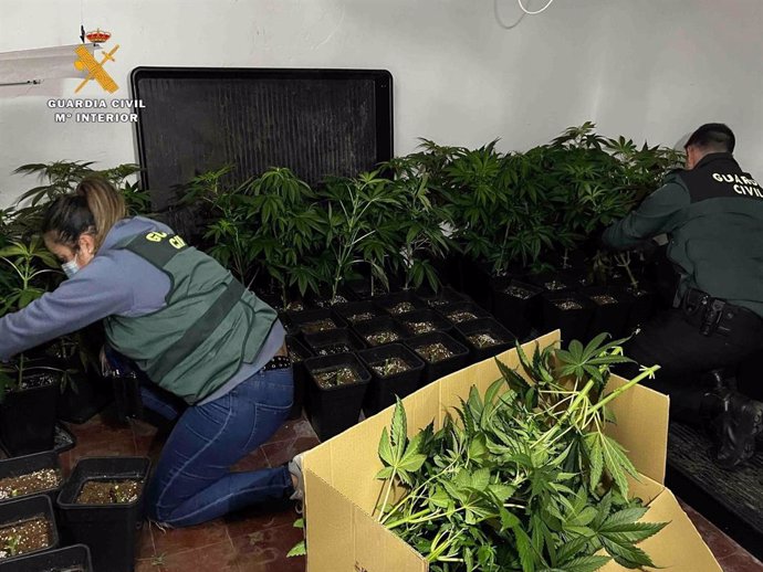 La Guardia Civil desmantela en La Rioja una vivienda ocupada para el cultivo intensivo de marihuana