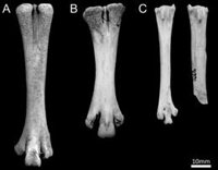 Nueva evidencia sobre cuándo, dónde y cómo se domesticaron los pollos