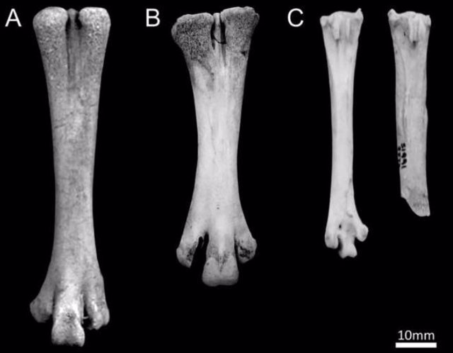 Comparación de tarsometatarsos de pollo de: A) Mogador (Becker 2013); B) pollo de engorde moderno; C) Weston Down de la Edad del Hierro (fotografía de J. Best), que muestra hueso sano a la izquierda y hueso fracturado a la derecha (CKN8)