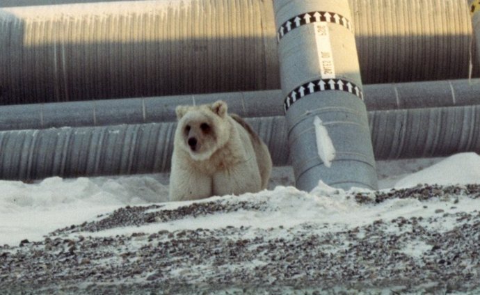 Los genomas analizados en un nuevo estudio sobre osos incluyen el de este fotografiado aquí en 1995 en Alaska.  Se había cuestionado si podría ser híbrido de oso pardo y polar, pero la nueva investigación dice que es un oso pardo de color claro.