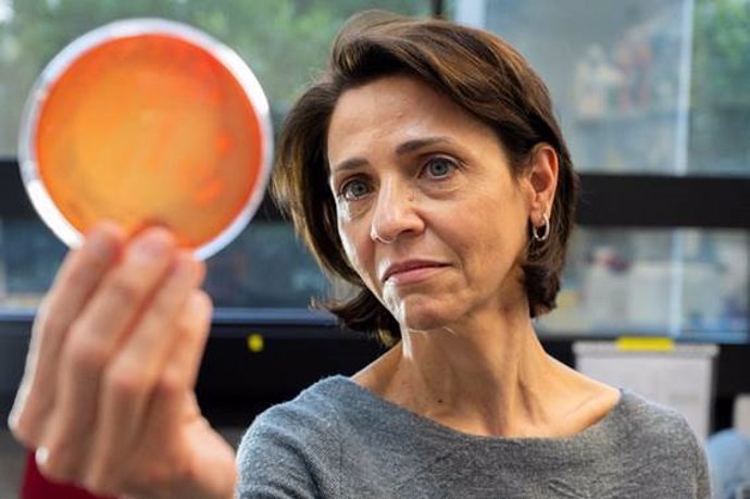 La investigadora del CSIC Yolanda Sanz estudia los factores de éxito del trasplante de microbiota.
