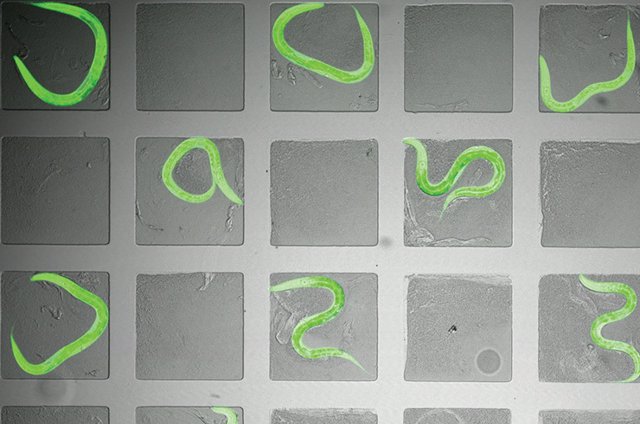 El desarrollo de cientos de individuos de C. Elegans que crecen en microcámaras se registró con microscopía de lapso de tiempo.