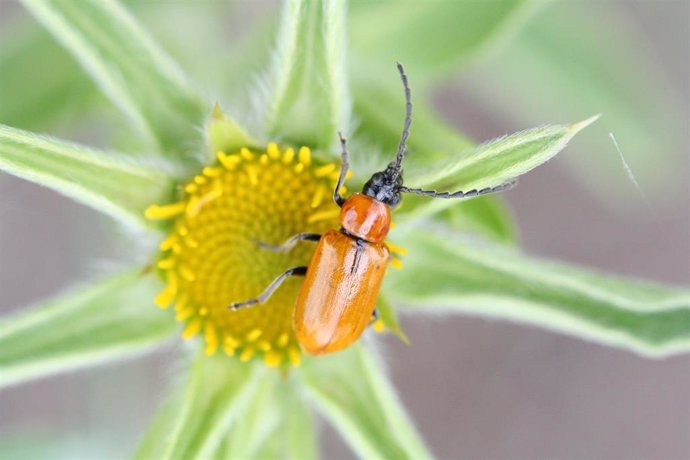 Investigadores de Galicia, Madrid y Reino Unido crean un herramienta que predice la adaptación de la biodiversidad al cambio climático.