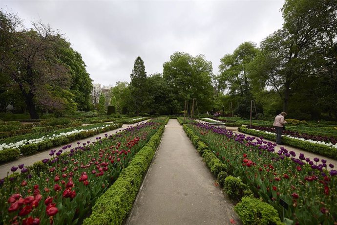 Archivo - Tulipanes en flor en el Real Jardín Botánico de Madrid.