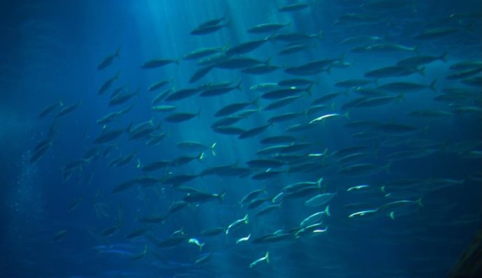 Sustainable_Fish_Sourcing_Goals_Mars_Petcare