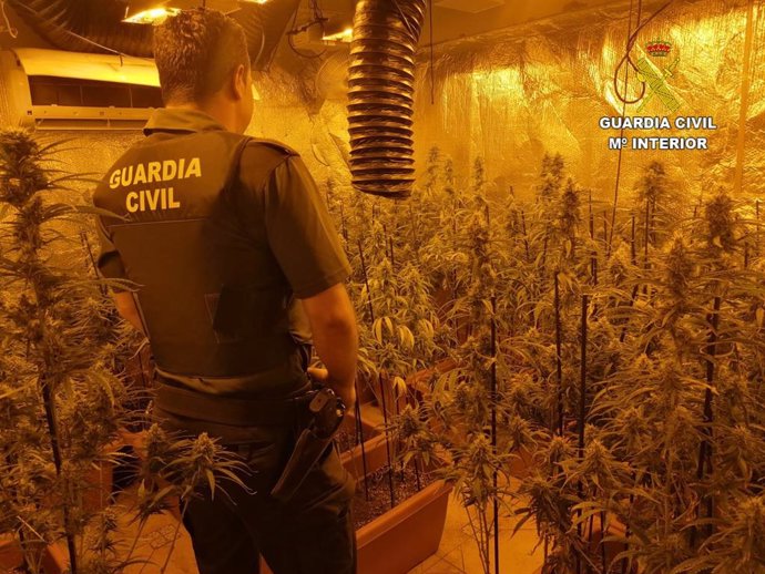 Intervenidas casi 1.000 plantas de marihuana en dos operaciones en distintas localidades de Toledo