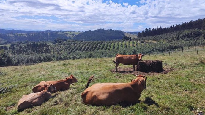 Archivo - Vacas de carne