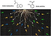 Identifican en Granada un receptor que permite el movimiento de una bacteria que favorece el crecimiento de las plantas