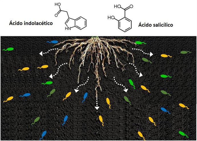 La secreción de compuestos por las raíces atrae a las bacterias del suelo para favorecer la colonización de las plantas.