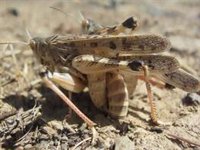 UPA-UCE pide a la Junta la convocatoria de la mesa de la langosta ante la "grave situación" en la comarca de La Serena