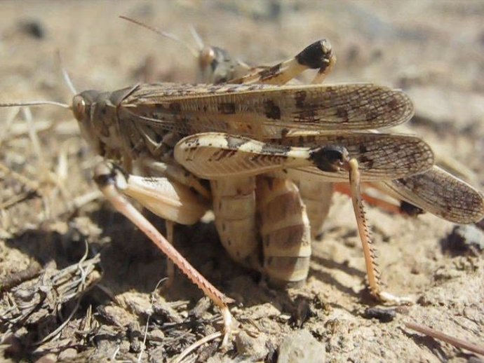 Archivo - Plaga, insecto