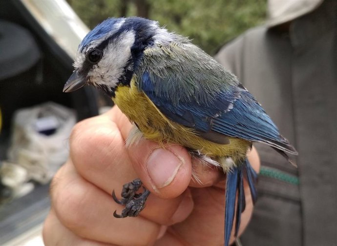 Adulto de herrerillo común (Cyanistes caeruleus), la especie de ave sobre la que se ha realizado el estudio