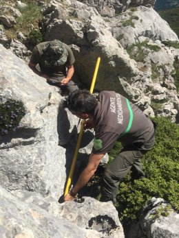 Operativo de búsqueda de la osa.
