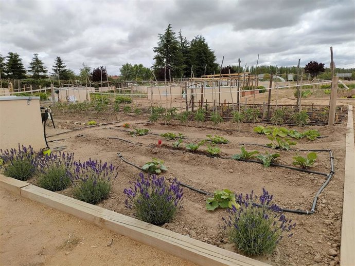 Uno de los huertos existentes junto a la ribera del río Tormes en Salamanca.