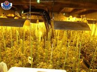 Incautadas 800 plantas de marihuana, 30 kilos de cogollos y 300 gramos de hachís en Maruri-Jatabe y en Bakio (Bizkaia)