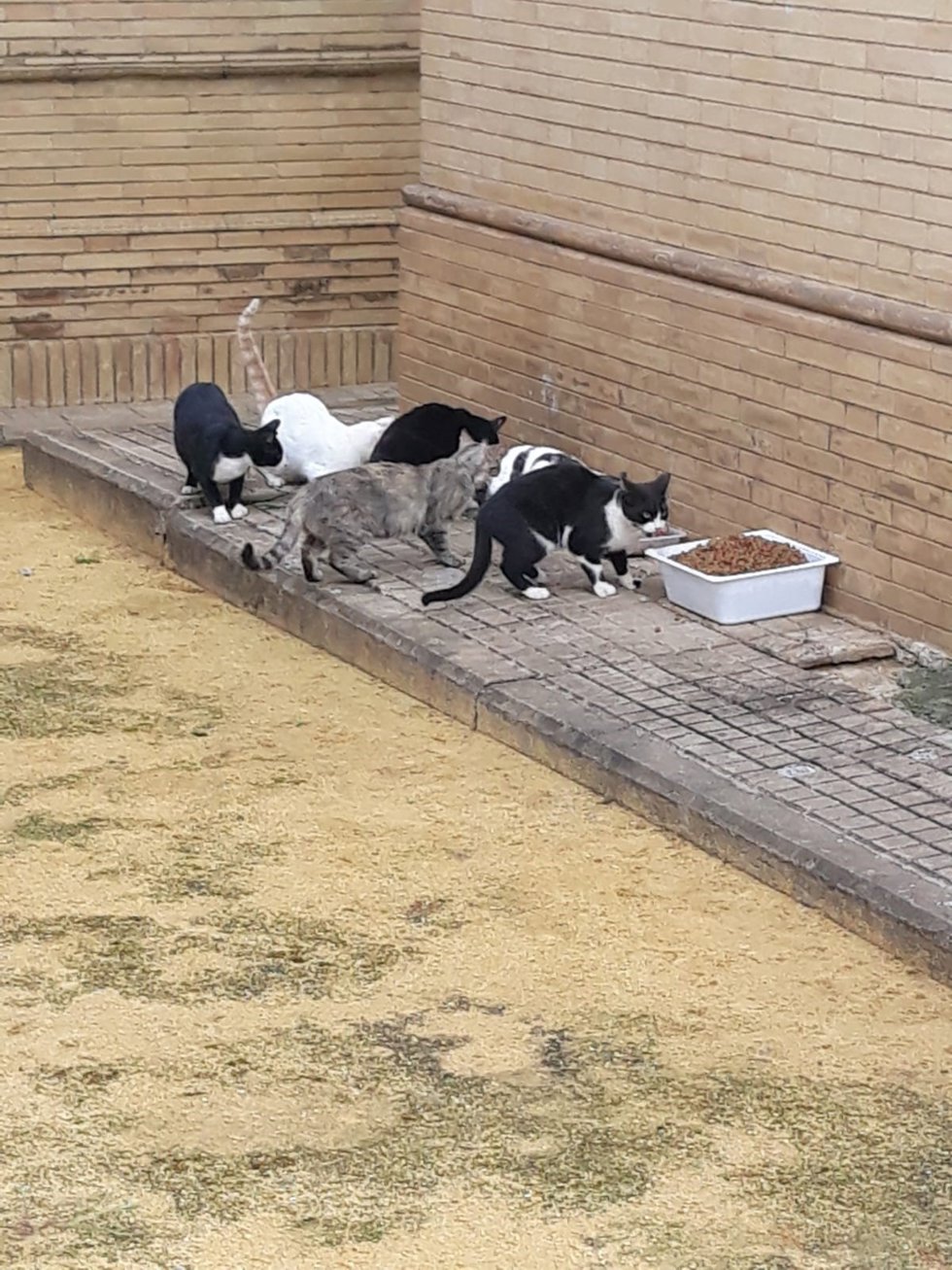 Archivo - Una colonia de gatos callejeros se alimenta.